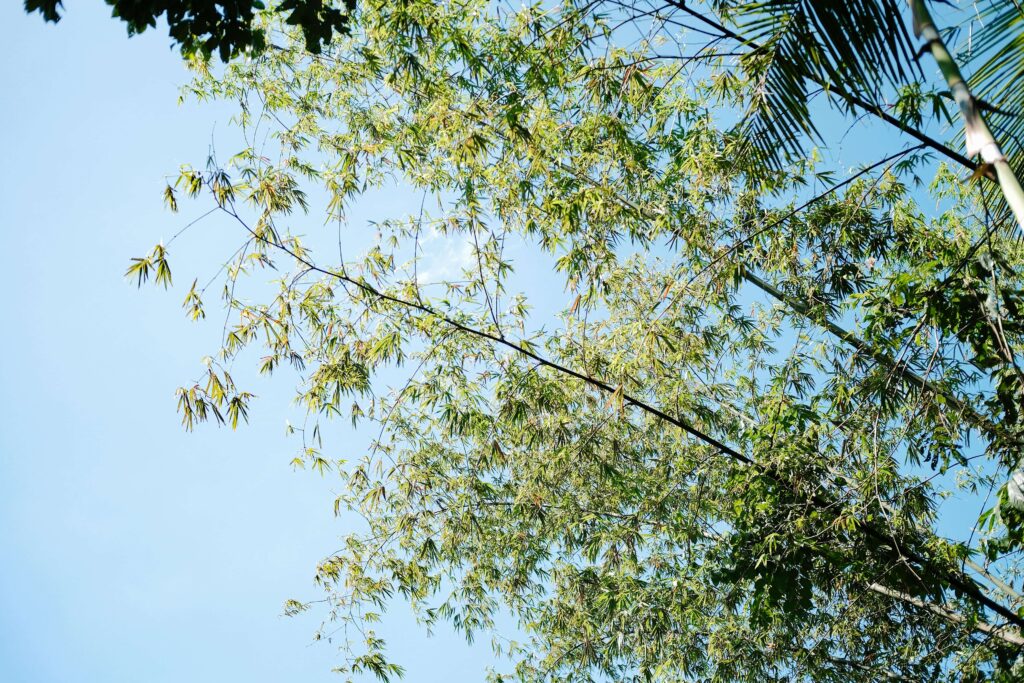 Treehouse de Valentine Treehouse No. 3