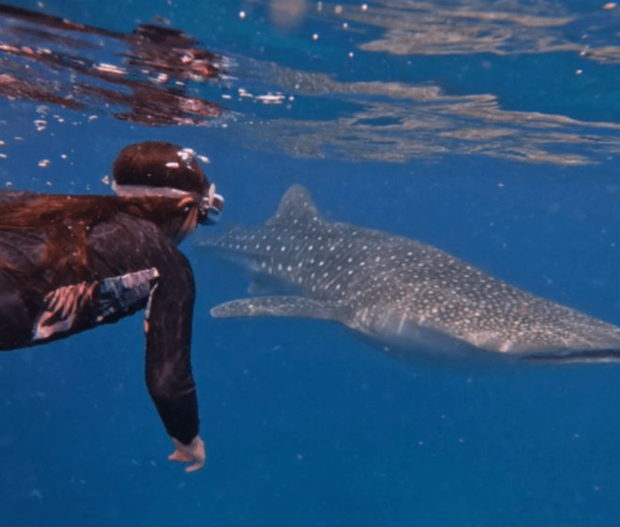 Oslob Whale Shark Sumilon Island Cebu Day Tour Package