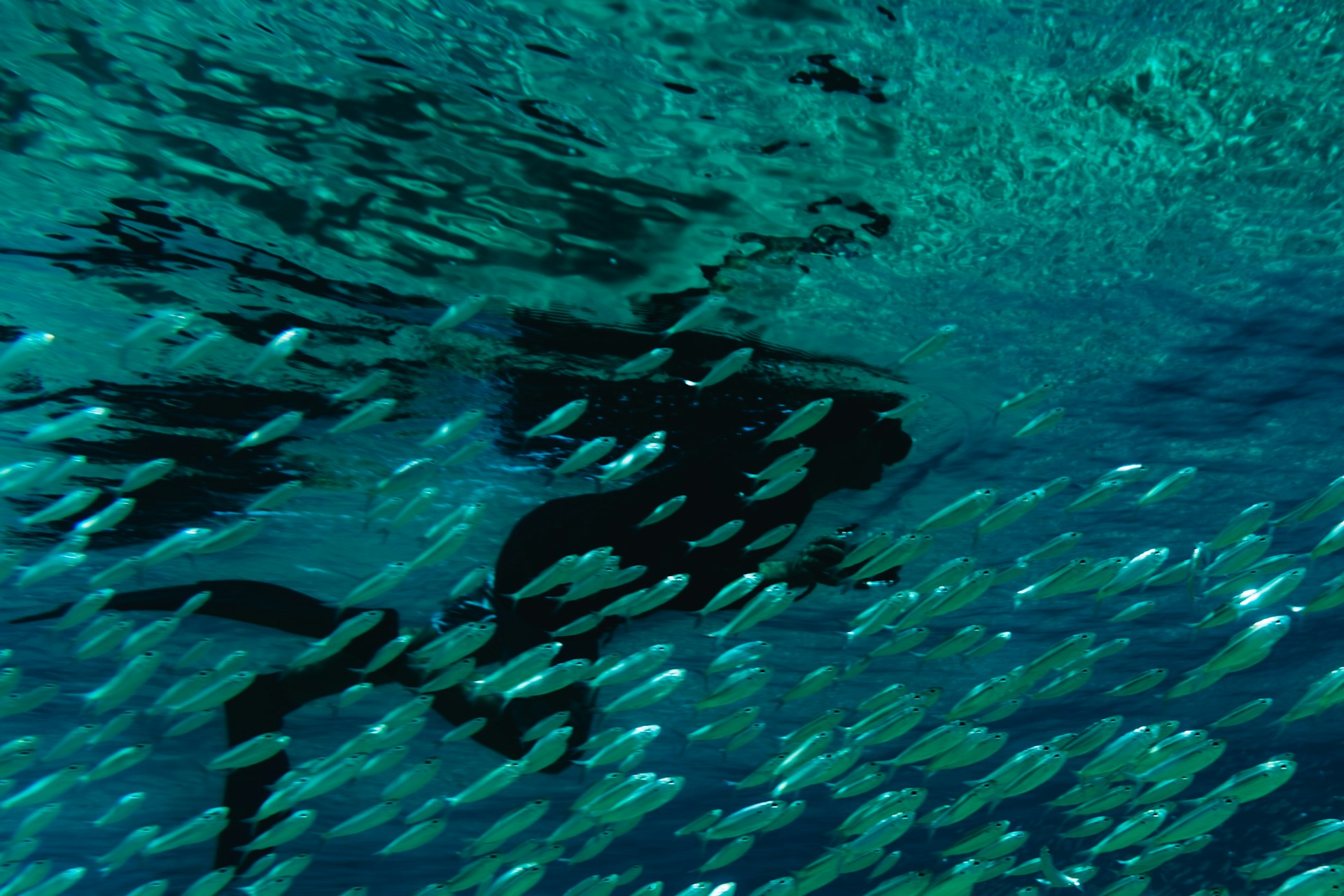 Sardine Run in Cebu Tour Package for Koreans