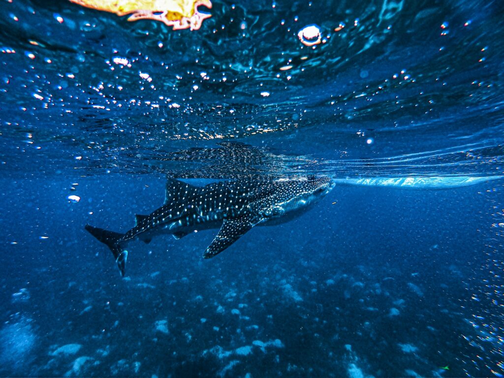 Weekend Getaway at Oslob Whaleshark Cebu
